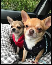 Look At These Little Darlings Repost From Instagram Dogs Chihuahua Chihuahua Yavru Kopek Kopek