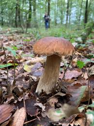 Cepe De Bordeaux Boletus Edulis 2019 Foret Du Gavre Cepes Loire