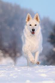White Shepherd Running In The Evening White Shepherd Running In The Evening Weisser Schweizer Sch White Shepherd White German Shepherd White Swiss Shepherd