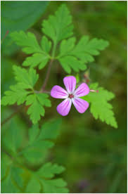 It grows commonly in shaded areas where it can be a useful ground cover but its tendency to selfseed can. Robert S Geranium Geranium Robertianum Biodiversity Of The Central Coast