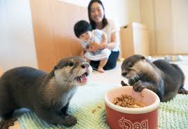 See more ideas about otters, otter love, cute animals. Tokyo Family S River Otter Pets Making Waves As International Instagram Stars The Mainichi