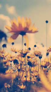Pin By Emmzy On Wallpaper Backgrounds Beautiful Wallpaper Iphone Summer Iphone Wallpaper Vintage Yellow Flower Wallpaper