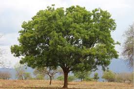 Of, pertaining to, descended from the people or culture of the punjab, or written in the punjabi language. List Of Popular Tree Names In Punjabi India Gardening