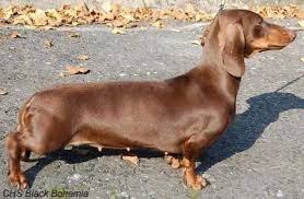 genomia dachshund