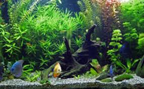 The Ultimate Guide To Freshwater Aquarium Fish