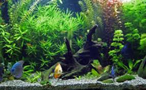 The Ultimate Guide To Freshwater Aquarium Fish