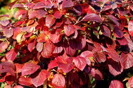 A basic structural plant this shrubby pine becomes the star of the show in the depths of winter. 12 Great Shrubs And Vines For Fall Color