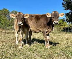 Brown Swiss Cows For Sale