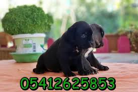 Yavru Cane Corso Fiyatlari Cane Corso