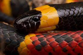 Texas Coral Snake Coral Snake Reptile Snakes Snake