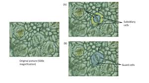 Image result for Stomatanthes sp.no.1