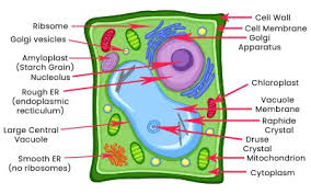 Check spelling or type a new query. What Are The Definition Diagram Structure Function Of Plant Cells