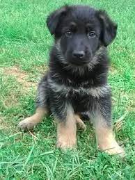 Our puppies are updated in all shotthey are affordable. Litter Of 4 German Shepherd Dog Puppies For Sale In Woolwine Va Adn 31924 On Puppyfinder Com Puppies For Sale German Shepherd Dogs Puppy German Shepherd Dogs