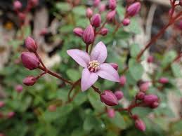 Image result for Gnidia fastigiata