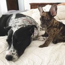 Spotted Lucy Otis Dog Daycare Daycare Activities