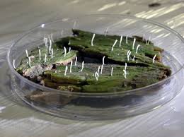 Image result for Multiclavula mucida