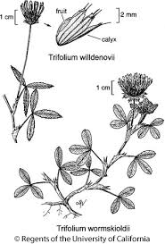 Image result for Trifolium