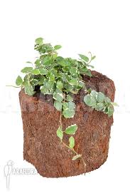 Image result for Ficus persicifolia