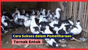 Pada jaman dahulu bahasa sansekerta atau bahasa kawi memang digunakan oleh para cendekiawan, ilmuwan, dan bangsawan. 3 Jenis Pakan Entok Menurut Umurnya Agar Cepat Besar