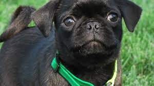 Pug puppies for sale select a breed. Bay Area Families Buy Puppies Online Find Out It S A Scam Abc7 San Francisco