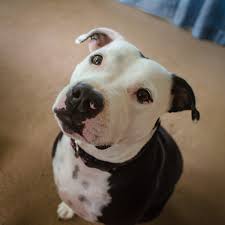Estimates of on how long pitbulls can live for ranges from 8 to 15 years, to a tighter estimate of 12 to 14 years. Flying Internationally With Restricted Dog Breeds Petrelocation