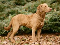 Chesapeake bay retriever puppies for sale. Chesapeake Bay Retriever Puppies Animal Kingdom Puppies N Love