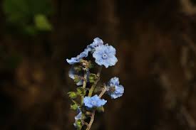 Image result for Cynoglossum coeruleum