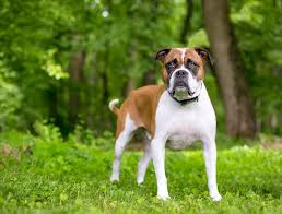 Another unusual english bulldog crossbreed is the english bulldog and corgi mix. 23 Bulldog Mixed Breeds With Pictures Doggie Designer