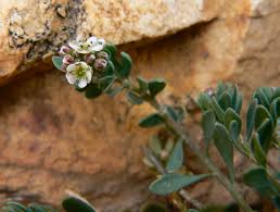 Image result for Corrigiola