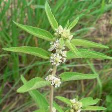 Image result for Lippia scaberrima