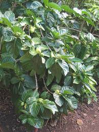 Image result for Morinda