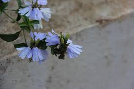 Image result for Sclerochiton hirsutus