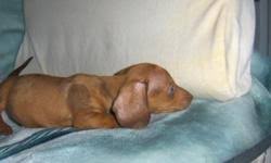 We did not find results for: 8wk Miniature Dachshund Puppies For Sale Price 325 For Sale In Montgomery Alabama Best Pets Online