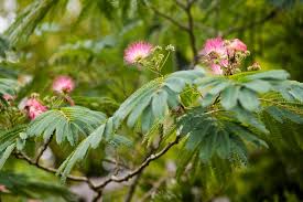 Image result for Albizia