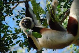 Image result for Grandidiera