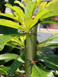 Image result for Pereskia