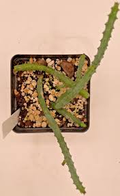 Image result for Huernia aspera