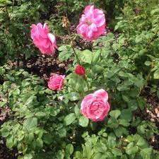 It was named for french actress line renaud. Photo Of The Entire Plant Of Rose Rosa Line Renaud Posted By Csandt Garden Org