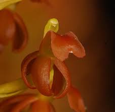 Image result for Liparis mulindana