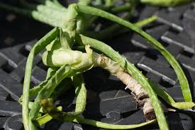 Aloe vera is a beneficial plant to grow in or outside your home. Transplanting Aloe Vera When It S Way Out Of Control
