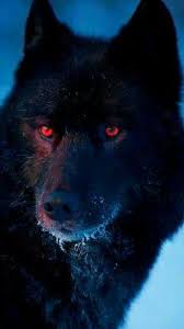 Pin By Persia Shipley On Wolf In 2020 Black Wolf Wolf With Red Eyes Wolf Dog