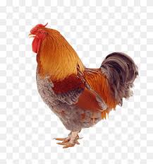 It's a breathtaking—and breathtakingly rare—heritage breed with a storied past. Sicilian Buttercup Png Images Pngwing