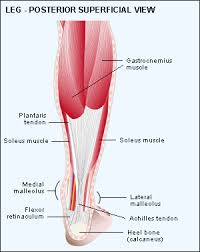 There are approximately 680 skeletal muscles within the typical human, and almost every muscle constitutes one part of a pair of identical bilateral muscles, found on both sides, resulting in approximately 320 pairs of muscles, as presented. Leg Knee To Ankle Superficial Posterior View Mydr Com Au