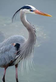 Simply Beautiful World Blue Heron Heron Art Beautiful Birds
