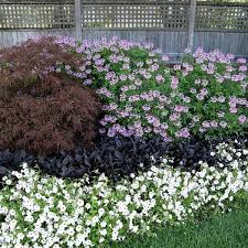 Image result for Cleome elegantissima