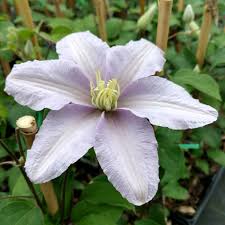 We did not find results for: Clematis Silver Moon Buy Clematis Perennials Online