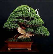 Our records show it was established in 2002 and incorporated in minnesota. Ghim Cá»§a Bagus Wijaya Tren Bonsai Insp2 Cay Kiá»ƒng Bonsai Cay
