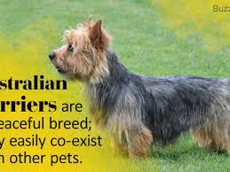 Brilliant Information About The Jack Russell Terrier Mix Breeds Dogappy
