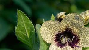 Image result for durman obecný plod