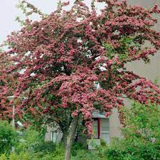 The fruits, which resemble rosehips, stand out in a snowbound landscape. Red Hawthorn Tree Crataegus Laevigata Paul S Scarlet Roots Plants